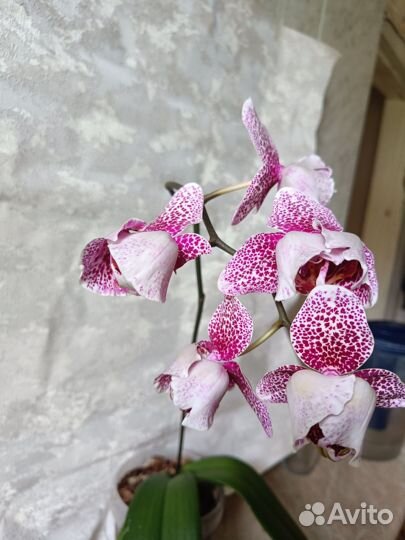 Орхидея пелор Драгон Марпл