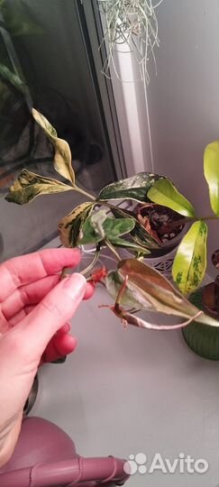 Филодендрон rio