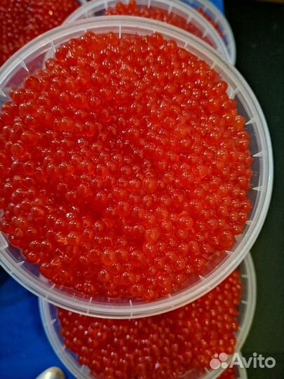 Икра нерки 2023