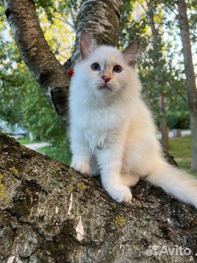 Котята священная бирма