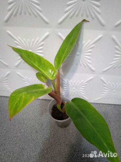 Филодендроны Голд Сатин, Тонг Прокай