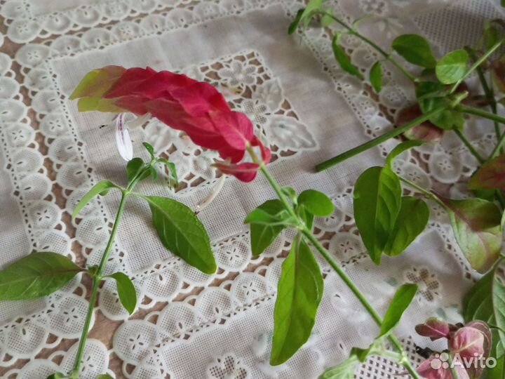 Белопероне