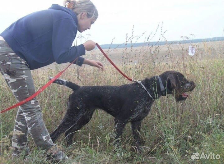 Натаска Легавых