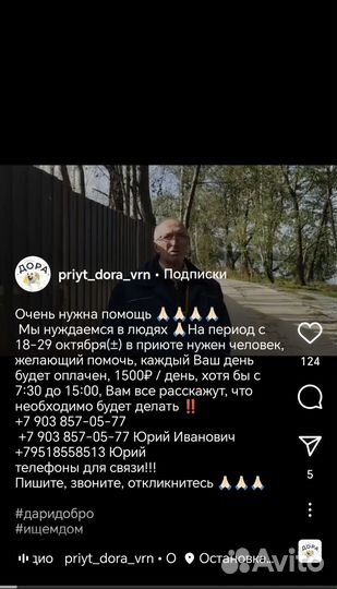 Помощь в приюте для собак 