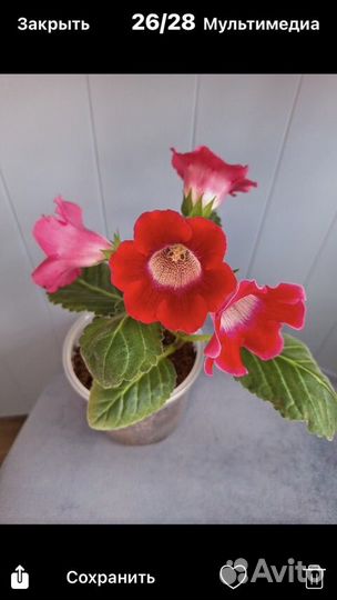 Глоксиния лист