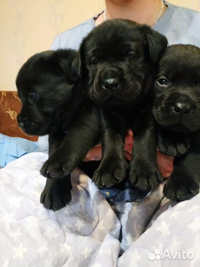 Щенки лабрадора