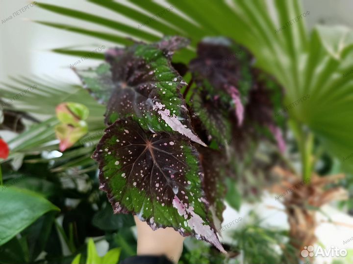 Комнатные разные