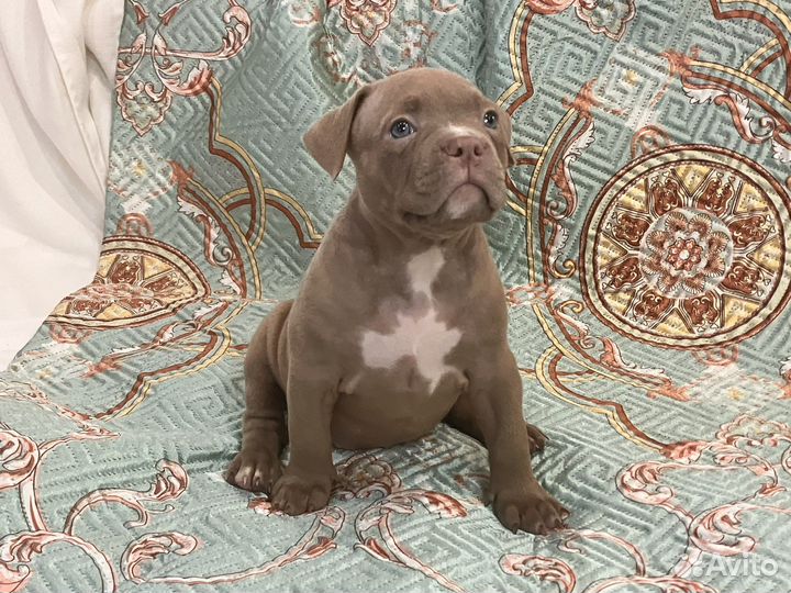 Американский булли покет щенки