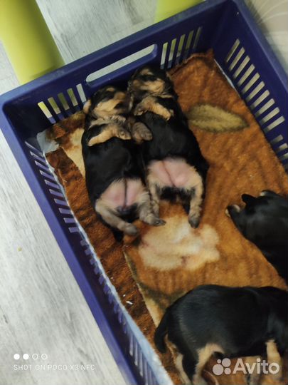 Йоркширский терьер щенки девочки