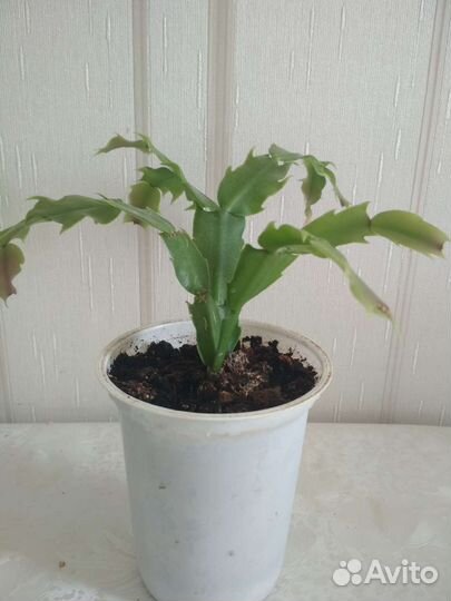 Декабрист детка (подросток)