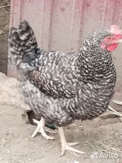 Куры несушки