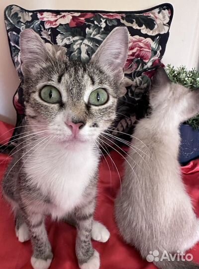 Кошка в дар