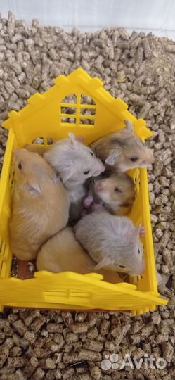 Сирийский хомяк продам