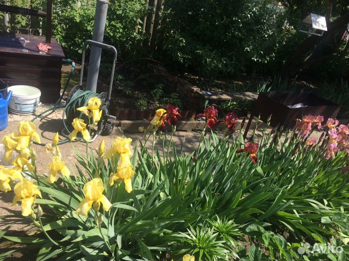 Ирисы (петушки) корневище