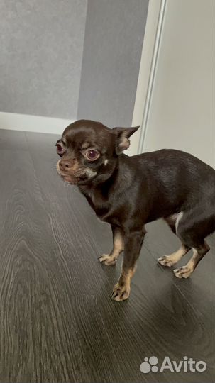 Чихуахуа мини