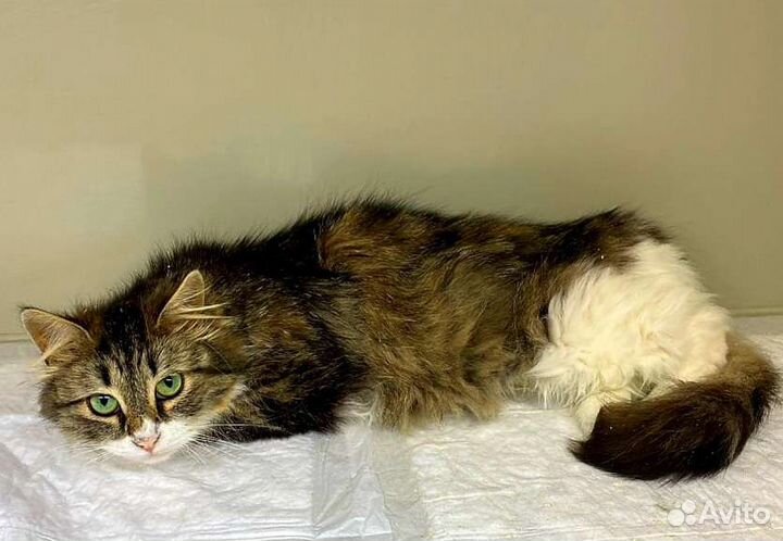 Сибирская Алиса ищет семью