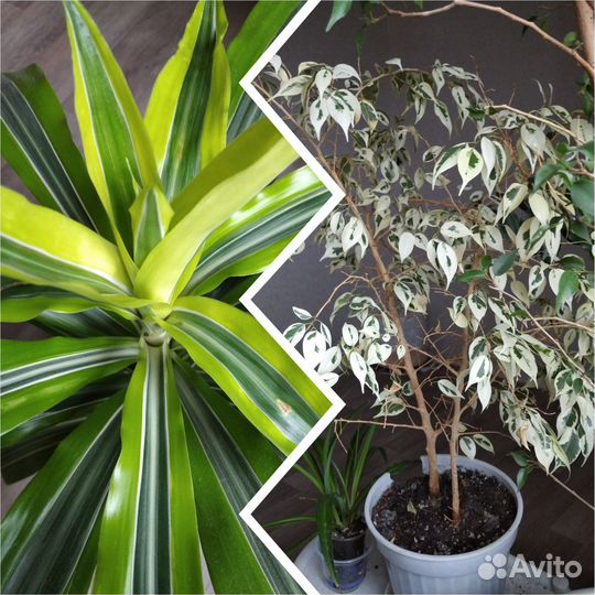 Комнатные растения, драцена, фикус