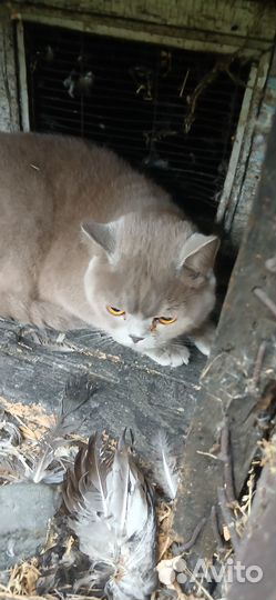 Потеряшки кошки