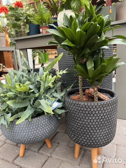 Драцена компакта. Драцена Маргината, Варнески