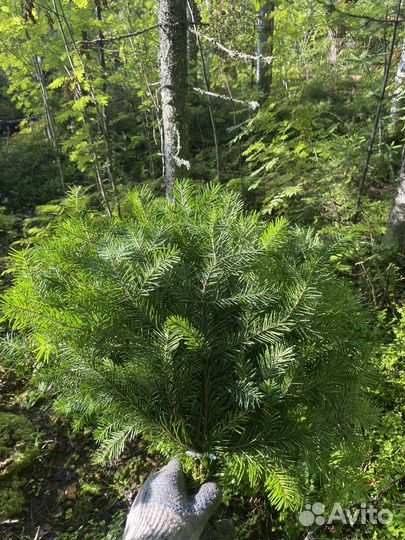 Веники для бани пихта