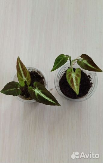 5 видов сингониум вендланда