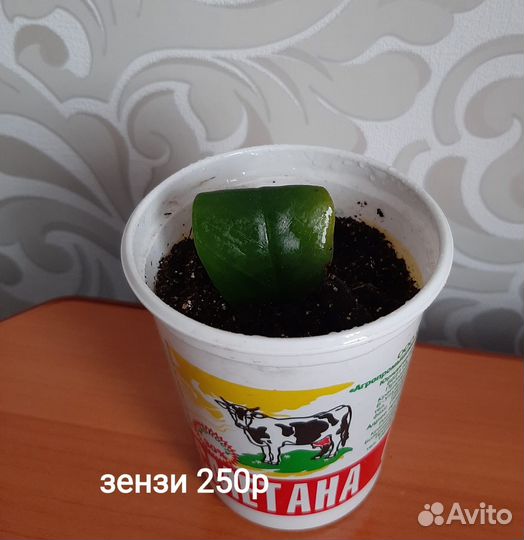 Замиокулькас зензи