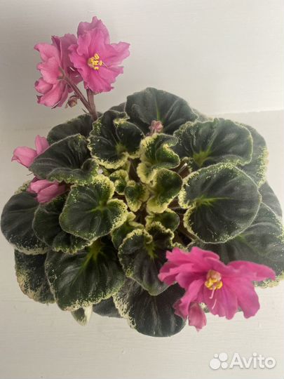 Сортовые фиалки