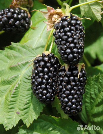 Саженцы малина клубника ежевика крыжовник