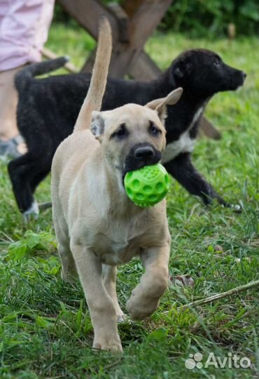 Хлоя, Белка и Тигран, 3 месяца. В добрые руки )
