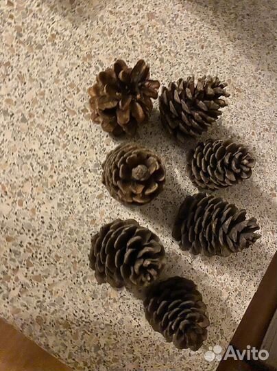 Шишки сосновые