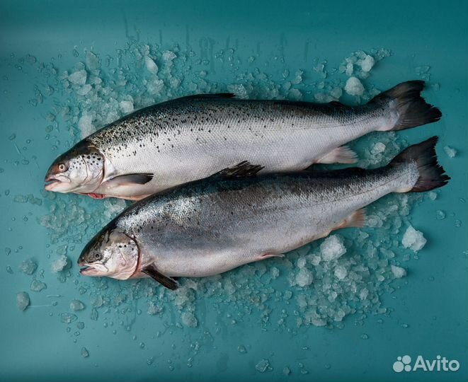 Лосось охлажденный, с головой, потрошеный, весовой