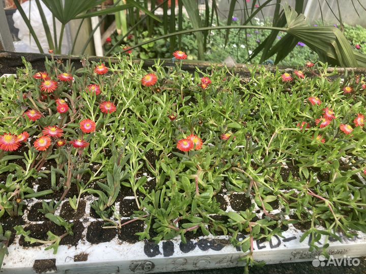 Делосперма