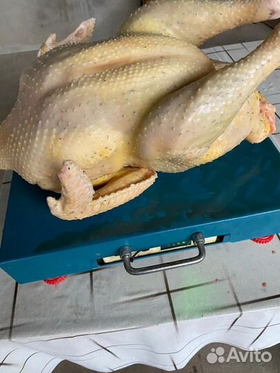 Индюки домашние