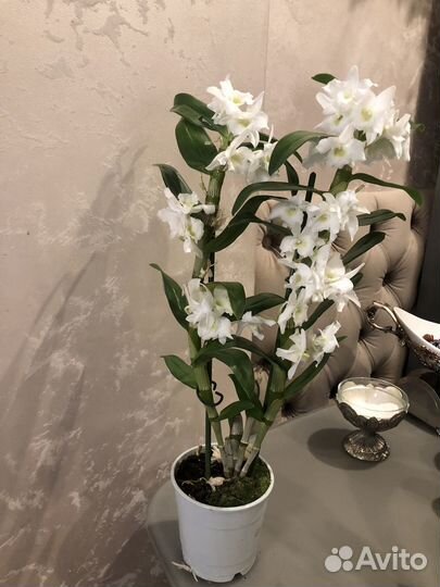 Дендробиум нобиле