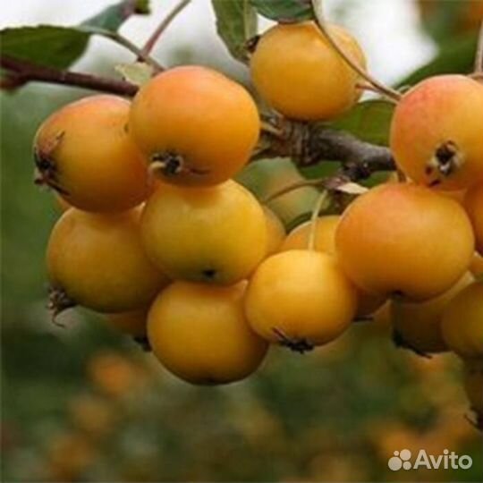 Саженцы яблоня китайка Мандарин