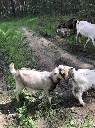 Козел на племя