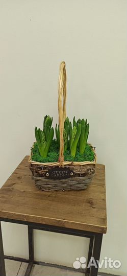 Гиацинты в корзине