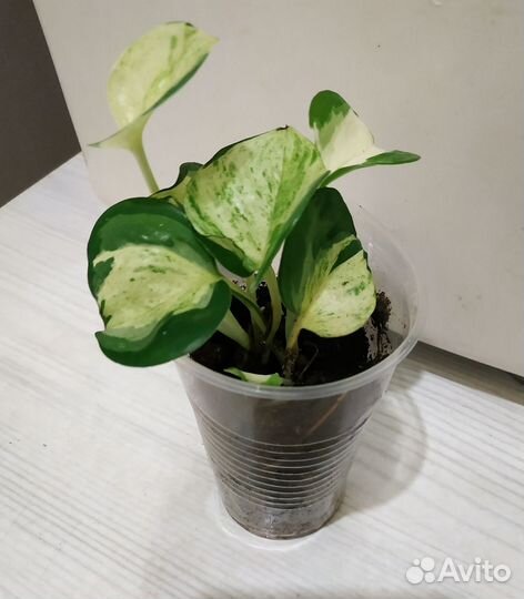 Эпипремнумы