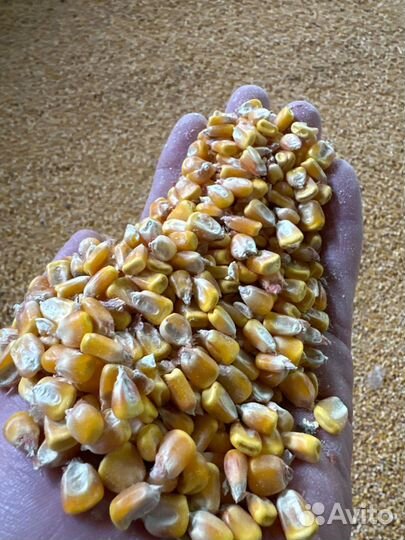 Кукуруза зерно