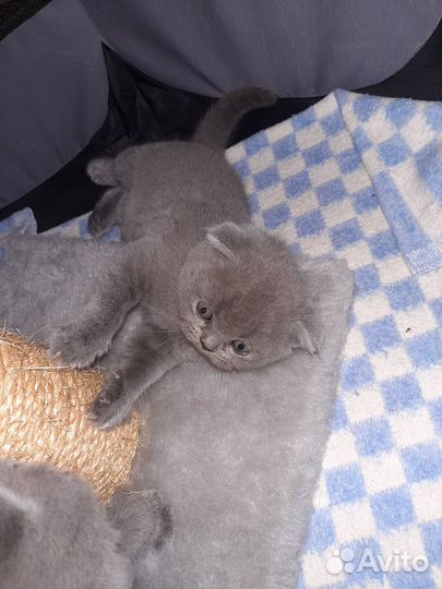 Котята шотландцы