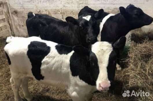 Бычки и телята