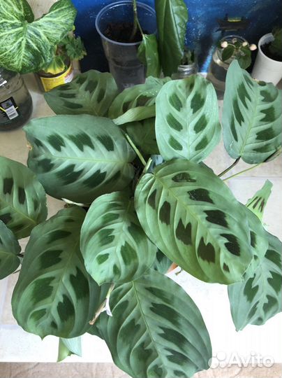 Маранта Керховена