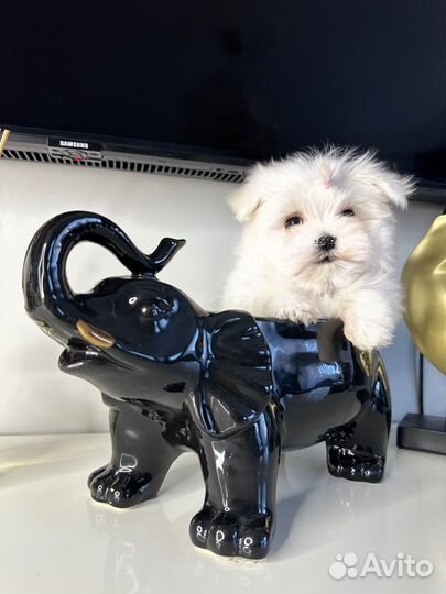 Мальтезе микро