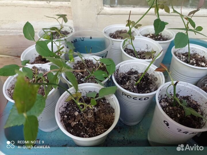 Роза комнатная малиновая