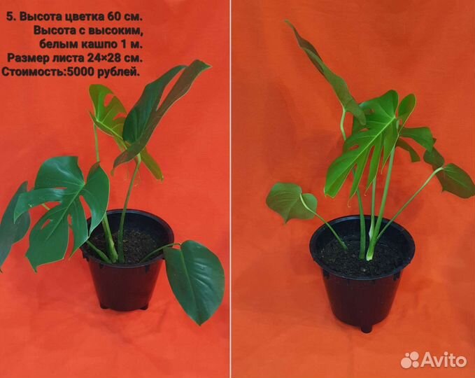 Монстеры разного размера
