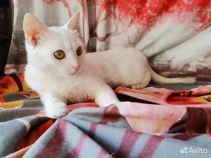 Кошечка в добрые руки