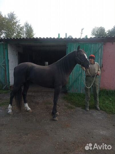 Жеребец орловский рысак