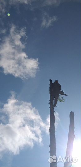 Спил и обрезка деревьев