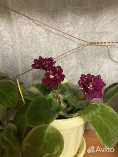 Фиалка цветущая в горшочке