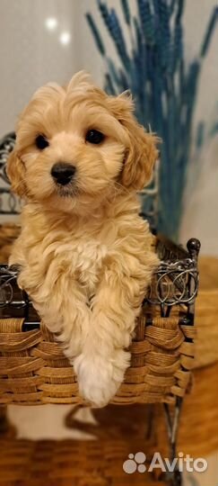 Мальтипу ф1